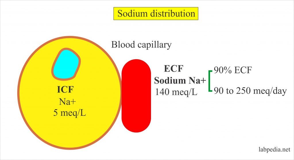 Electrolytes Part 2 Sodium (Na+)