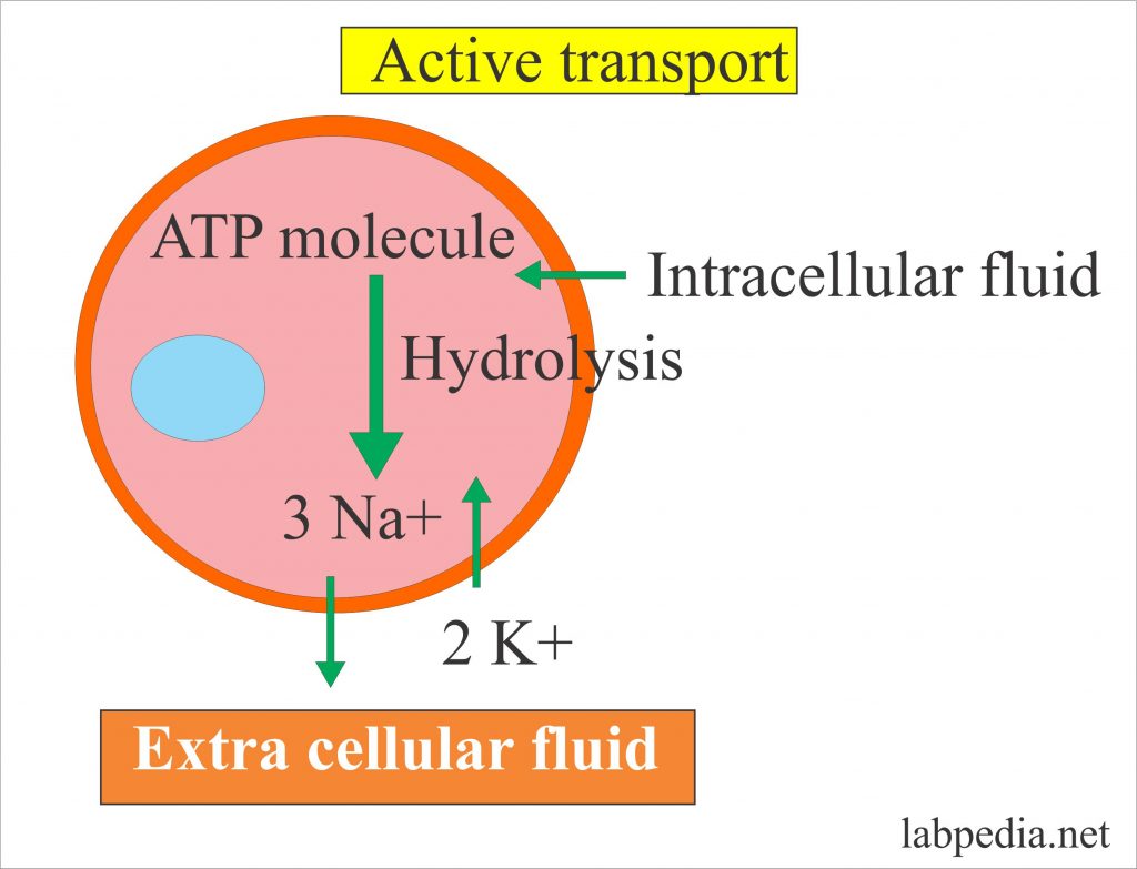 Electrolytes – Part 2 – Sodium (Na+)