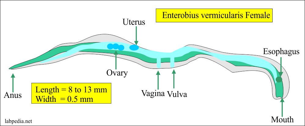 hím és nőstény enterobius vermicularis