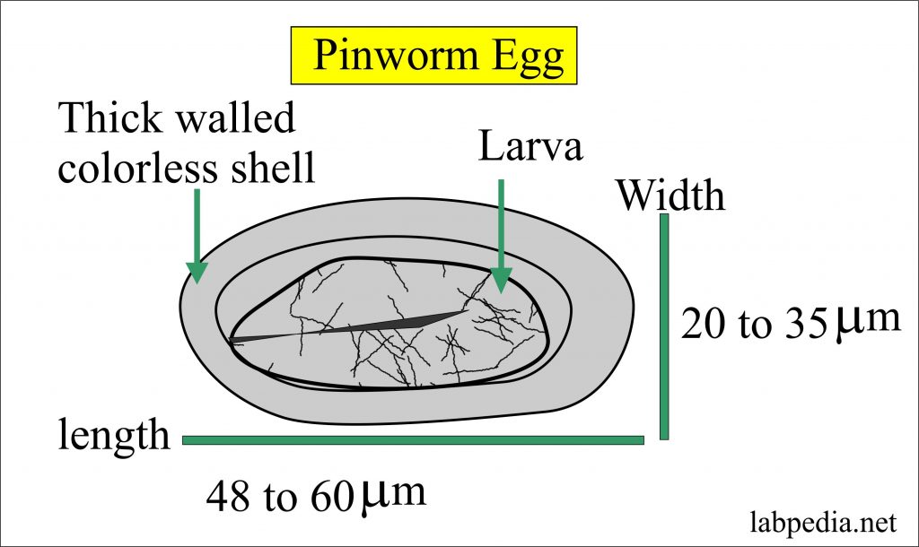 Enterobius Vermicularis (Pinworms, Thread worm) Diagnosis and Treatment