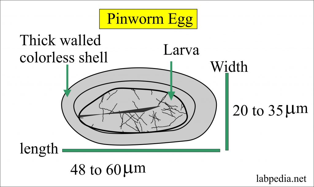 vizelet enterobiosis