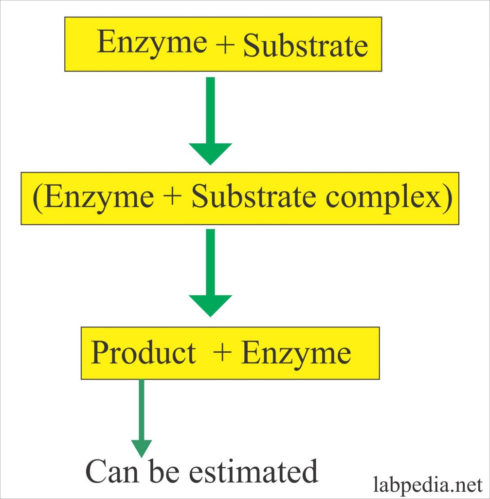 Enzymes Part 1 Introduction