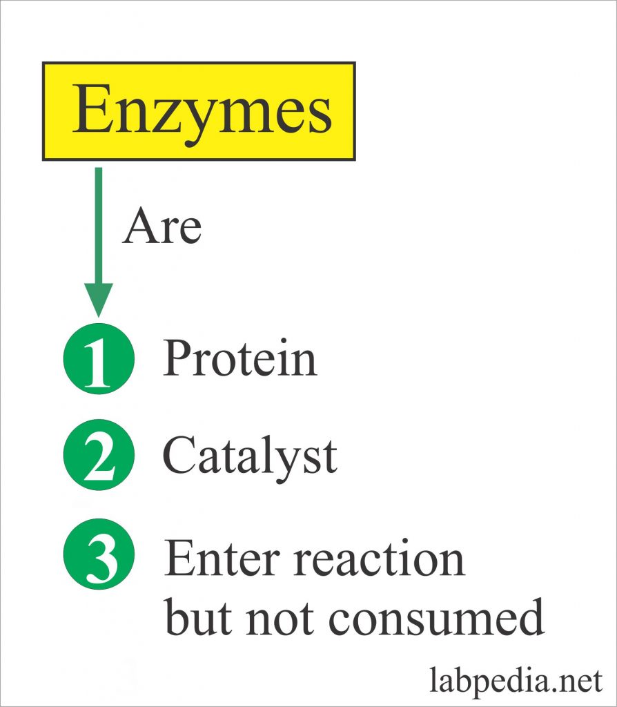 Enzymes – Part 1 – Introduction