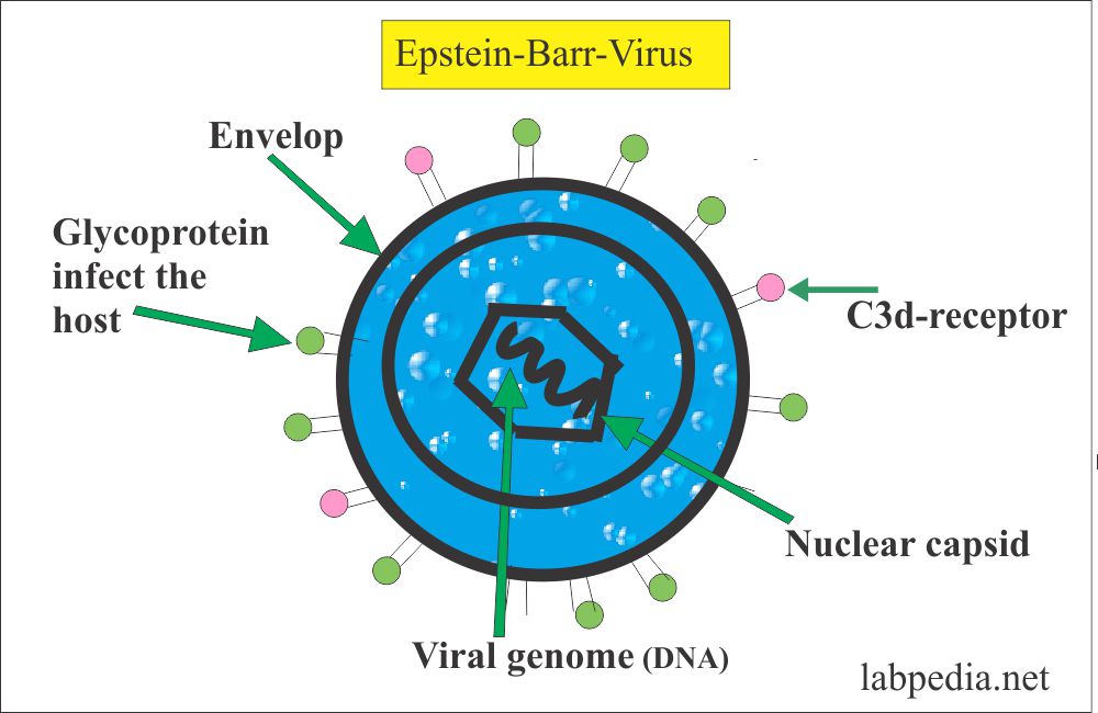 Epstein Barr Virus EBV Infectious Mononucleosis Labpedia