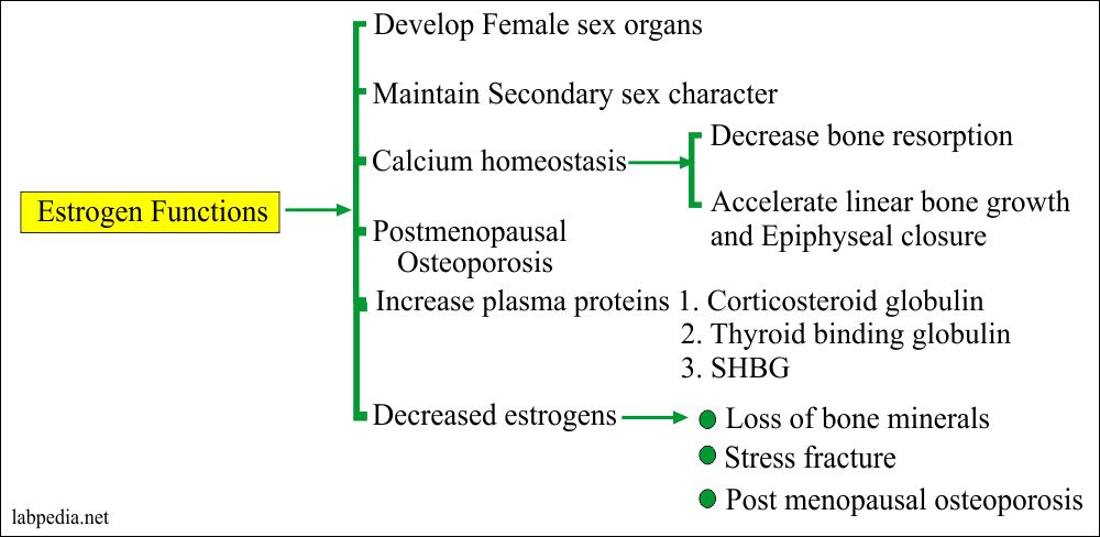 Estrogens Estrone E1 Estradiol E2 Estriol E3 Labpedia Net