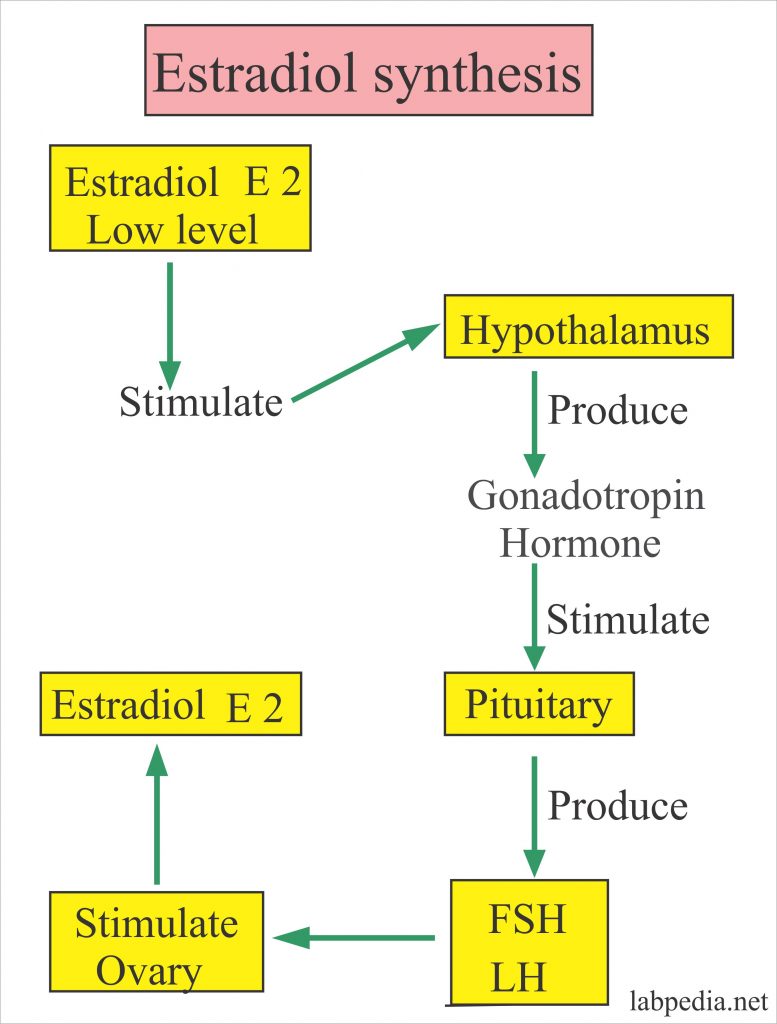 Estrogens = Estrone E1, Estradiol E2, Estriol E3