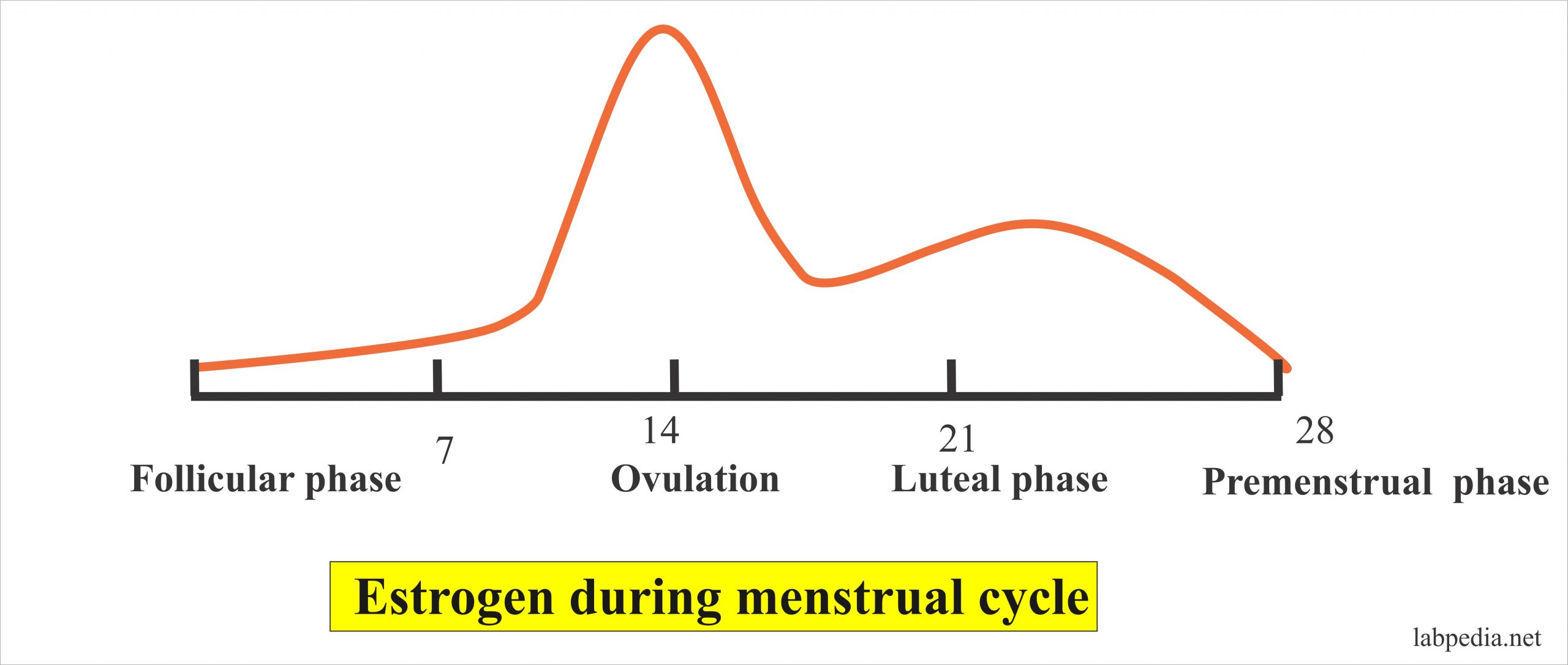 Estrogens = Estrone E1, Estradiol E2, Estriol E3