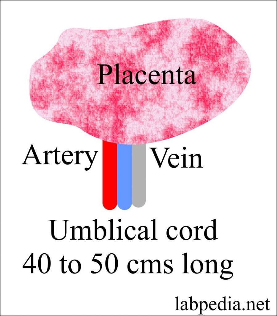 Examination Of Placenta