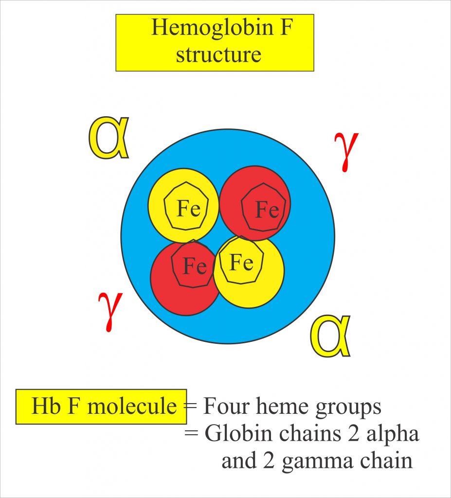 Fetal Hemoglobin Diagram