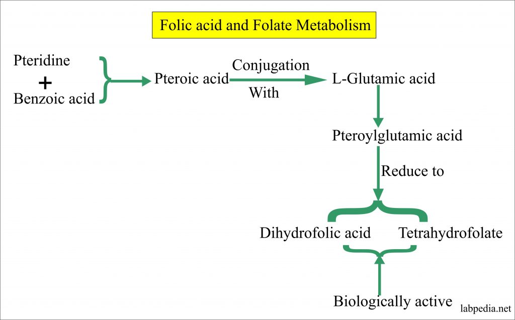 Folic Acid and Folate