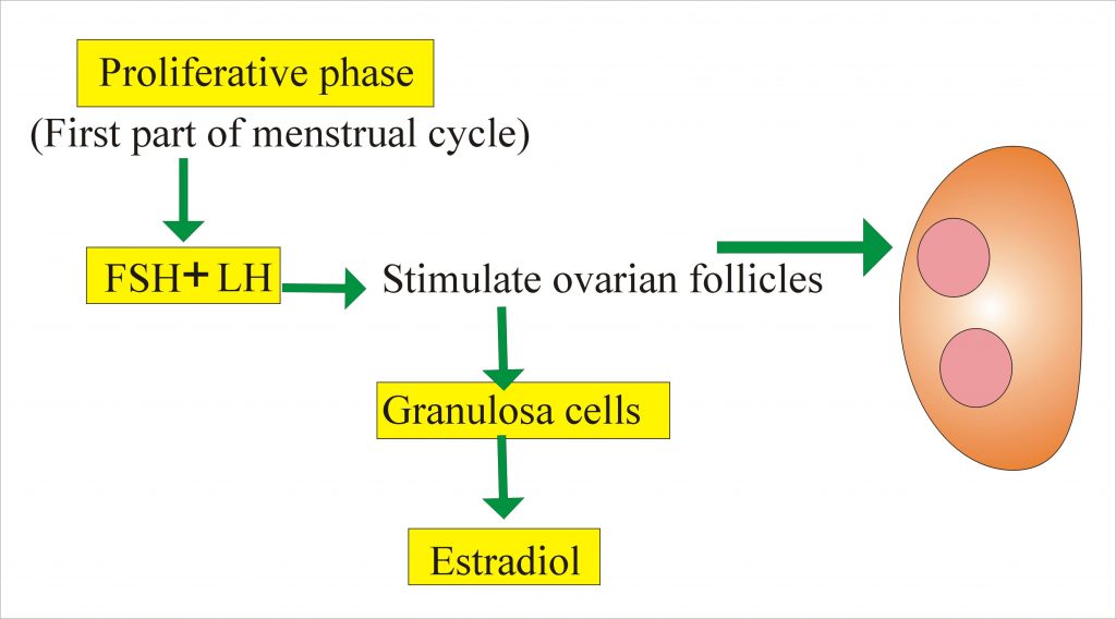 Follicle Stimulating Hormone FSH Follicular Stimulating Hormone 