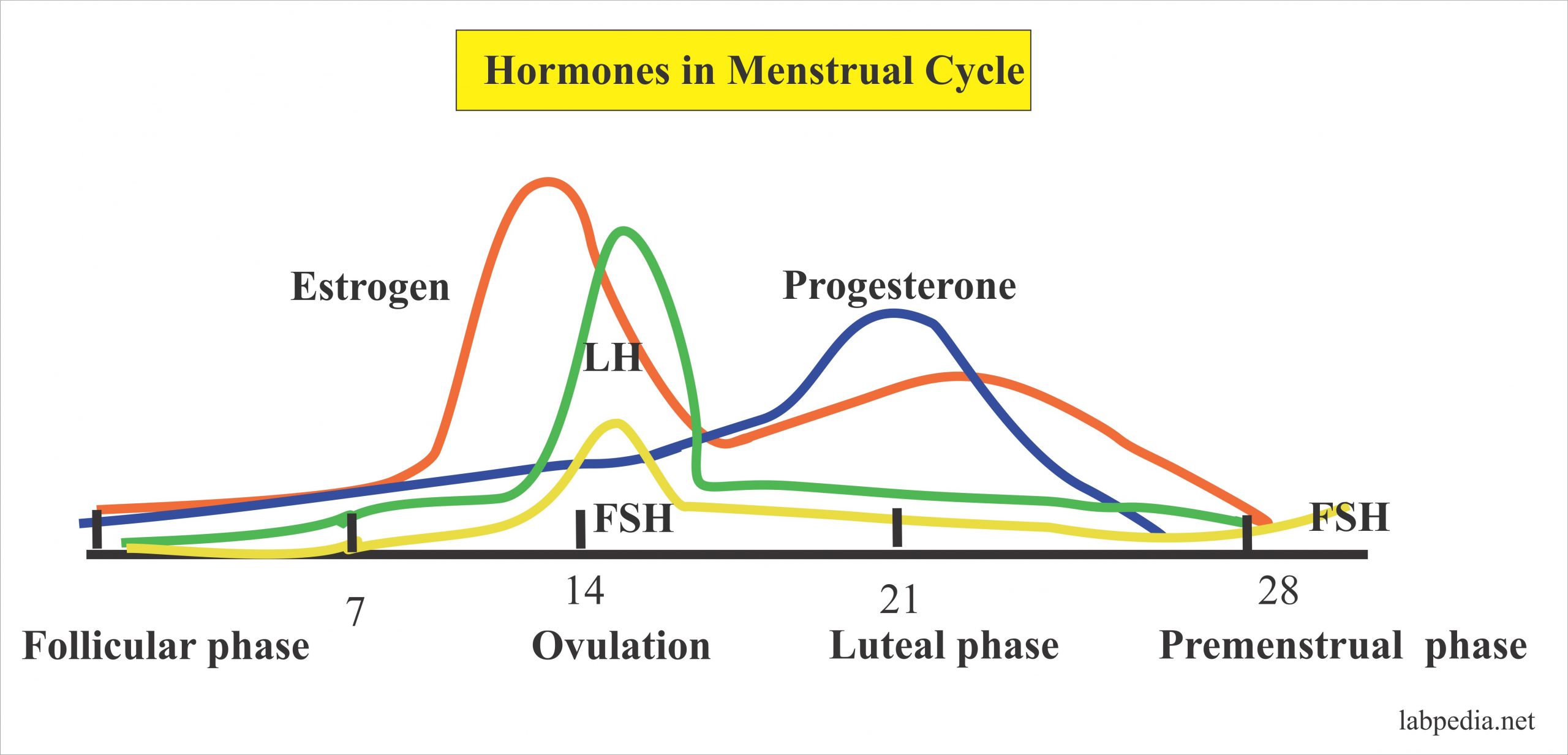 Hormone Levels Chart