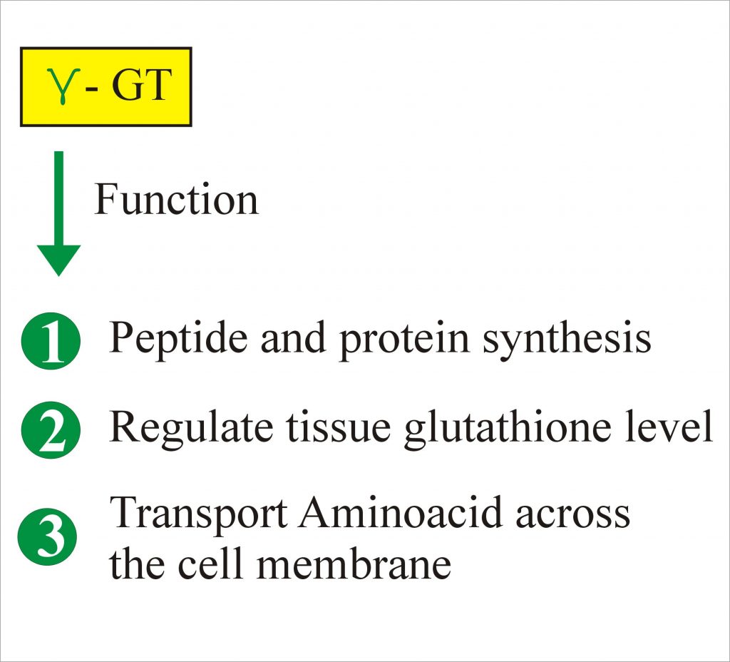 Gamma (γ) Glutamyl Transpeptidase (GGT), Gamma glutamyl transferase
