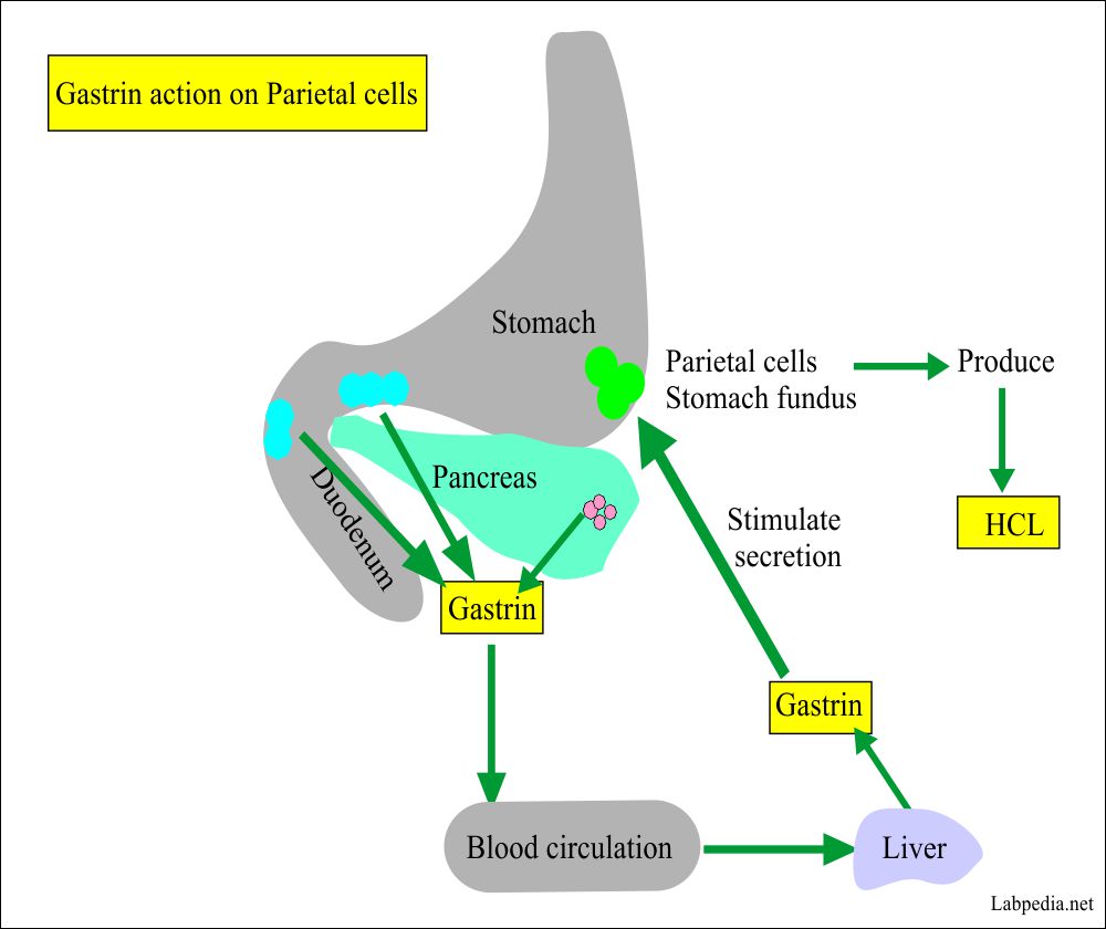 Gastrin Level, ZollingerEllison Syndrome