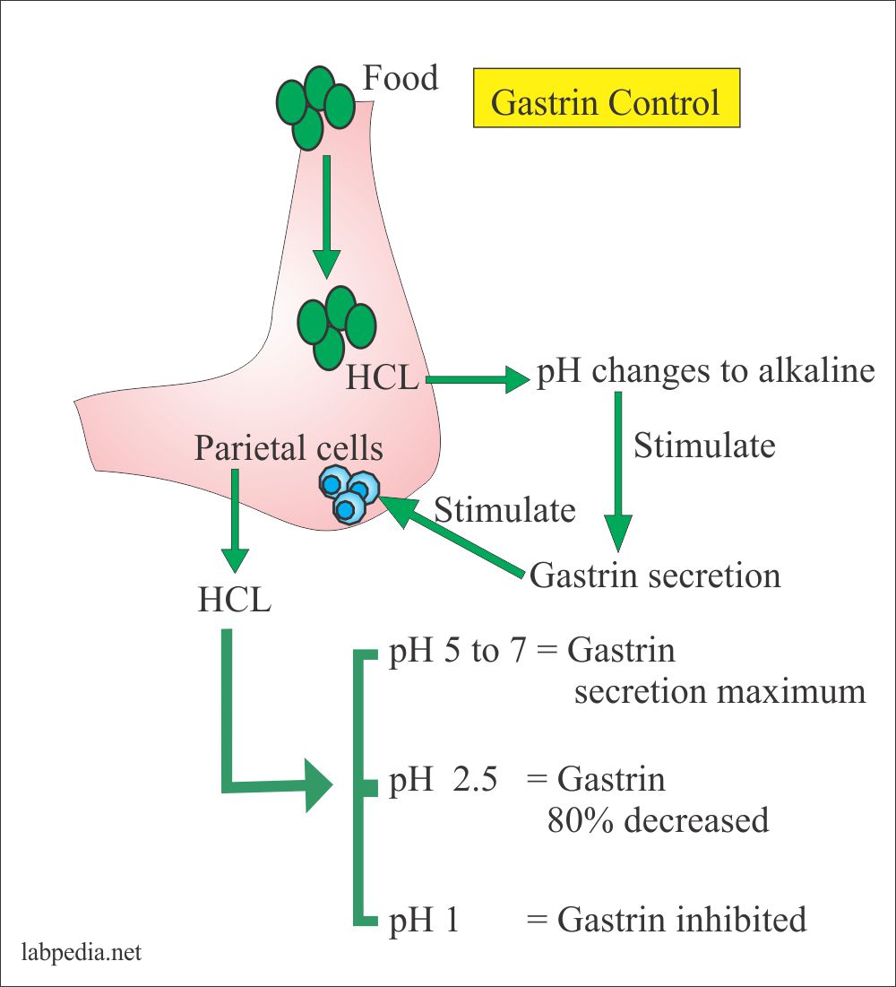 Gastrin Level, ZollingerEllison Syndrome