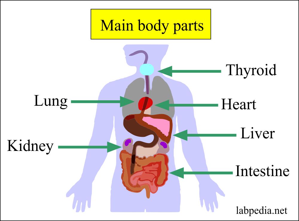 General health – Part 3 – Biochemical profile, Chemistry profile For Various Diseases