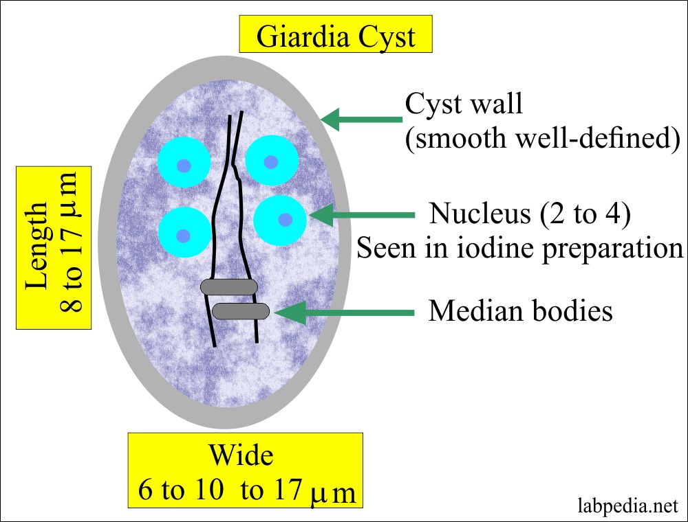 Cdc giardia treatment - Giardia duodenalis cdc