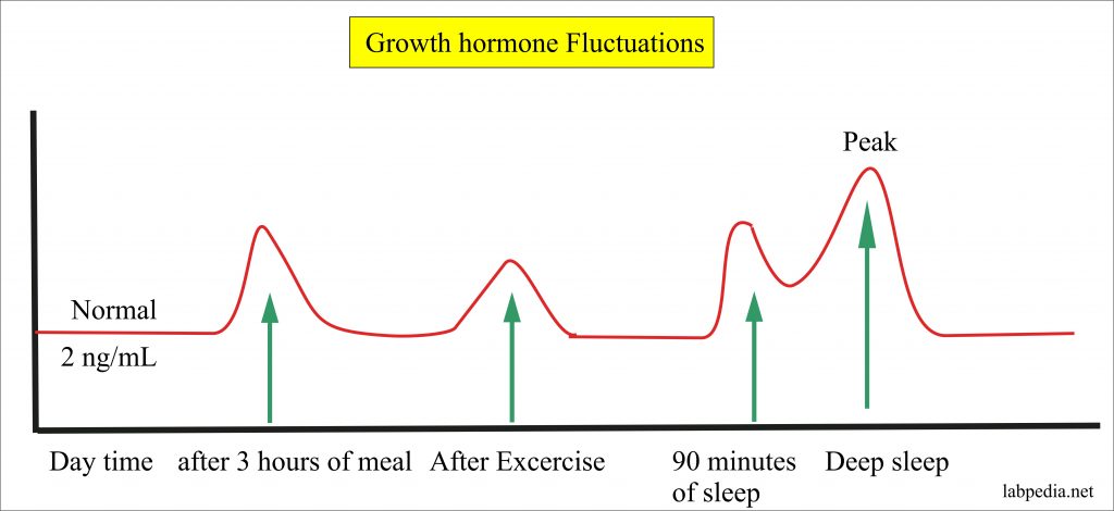 Growth Hormone Gh Somatotropin Hormone Labpedia Net