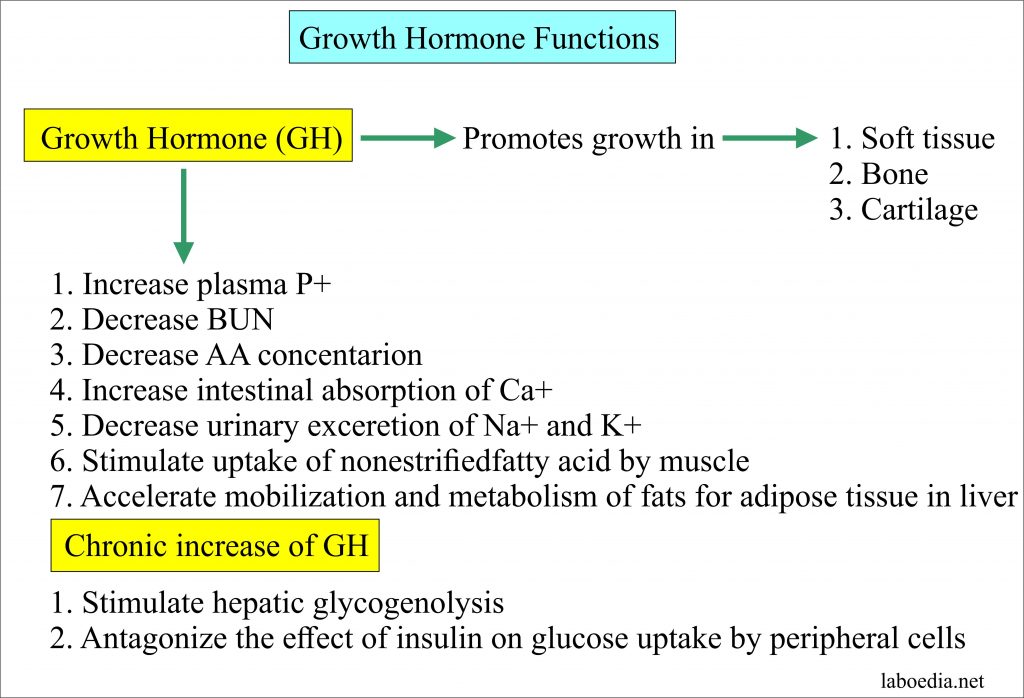 Growth Hormone (GH) , Somatotropin Hormone