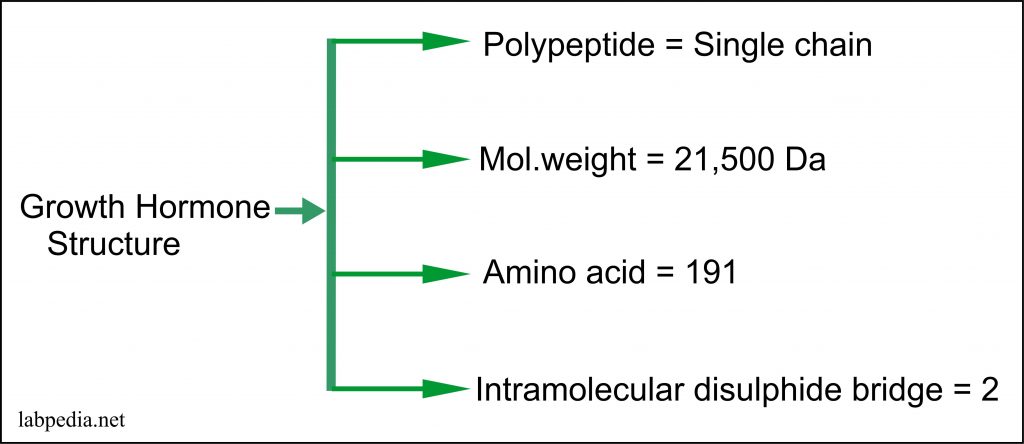 Growth Hormone Gh Somatotropin Hormone Labpedia Net