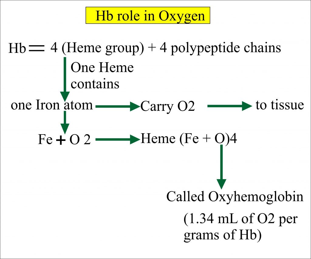 Haemoglobin – Part 1 – Hemoglobin (Hb)