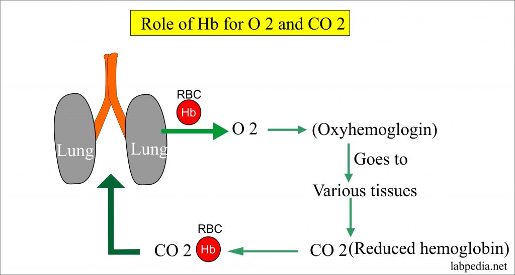 hemoglobin 10.7 hemoglobin 10.7
