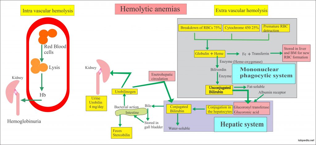 Anemia Part 8 Hemolytic Anemias Autoimmune Hemolytic Anemia Causes And Lab ...