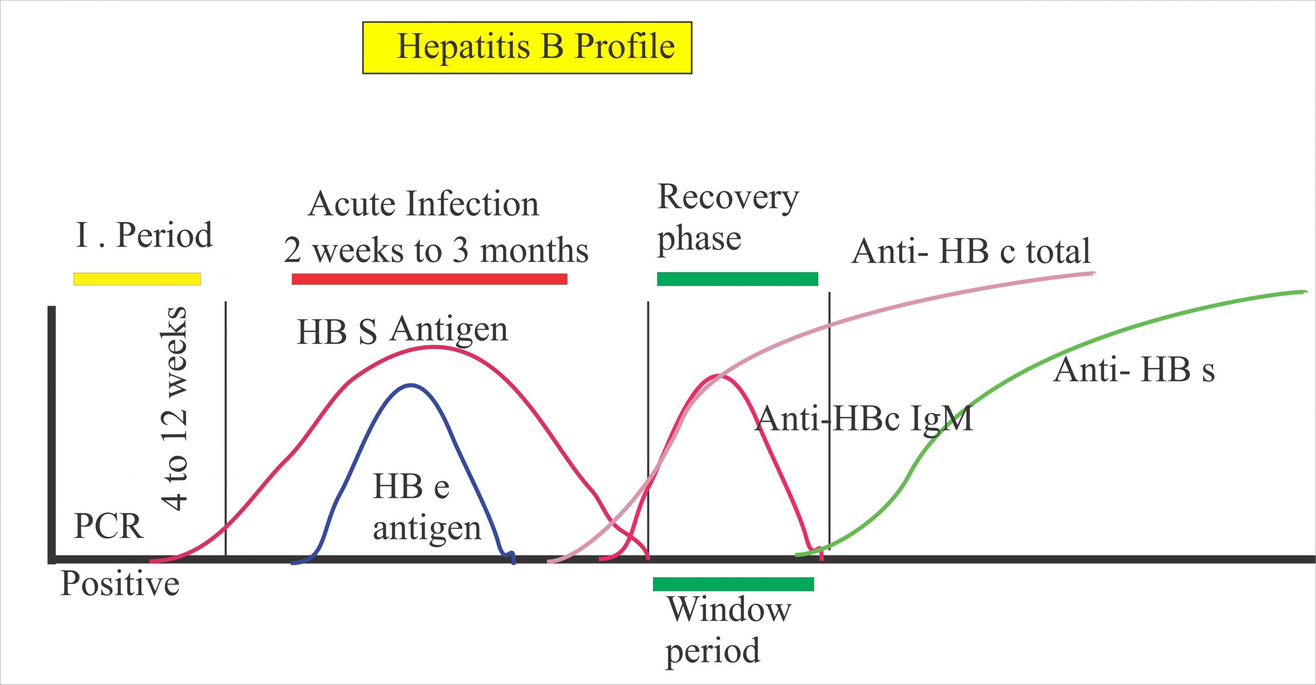 Hepatitis B Virus Part 4 Anti Hbs Antibody Elisa Hbv Labpedia Net