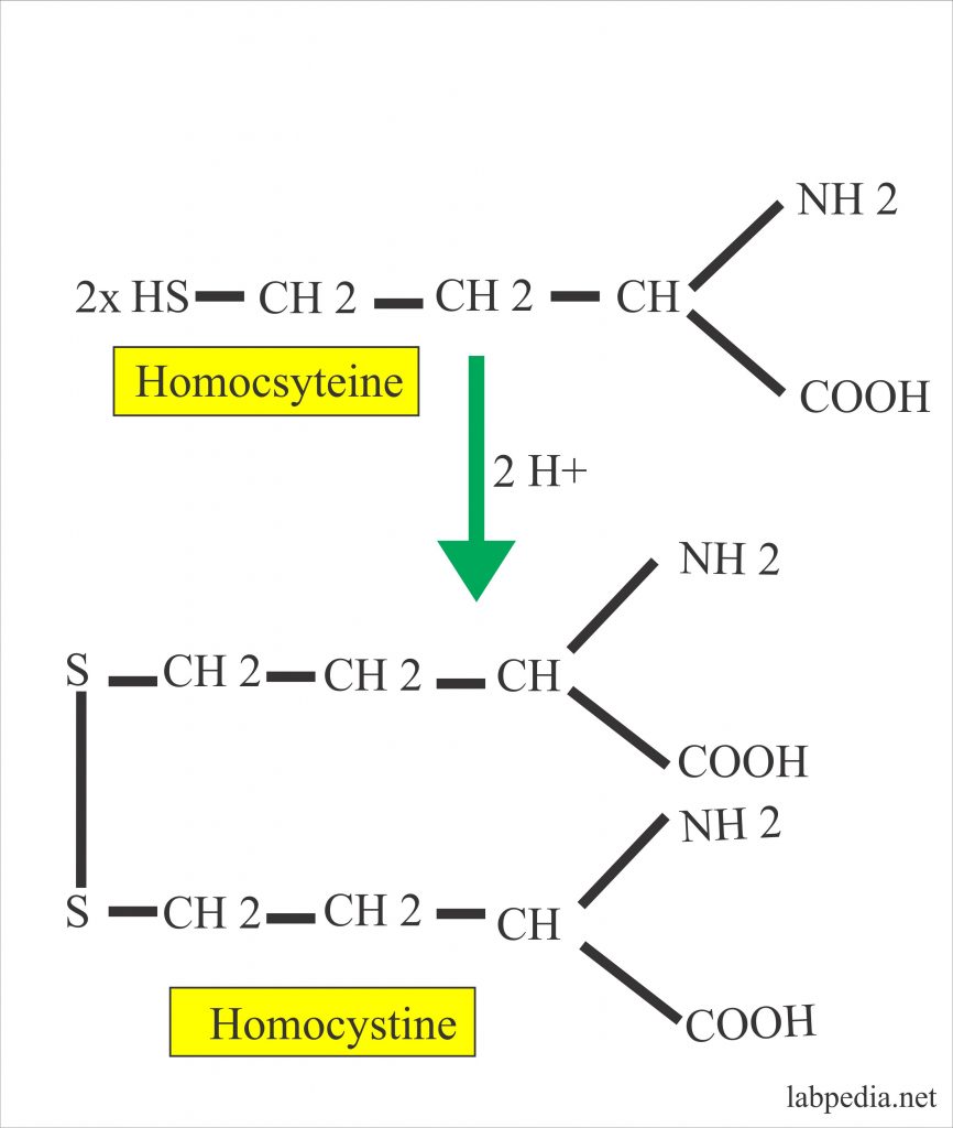 Homocysteine (Homocysteinemia)