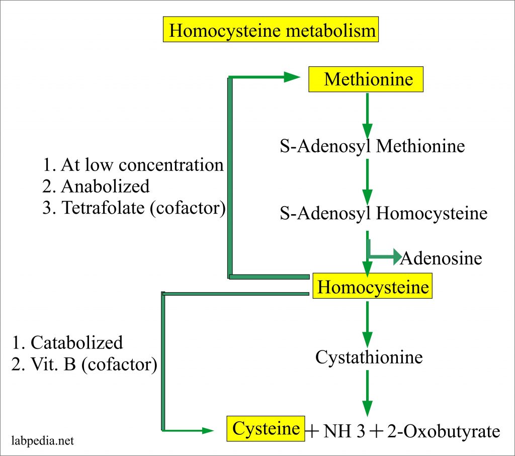 Homocystinuria