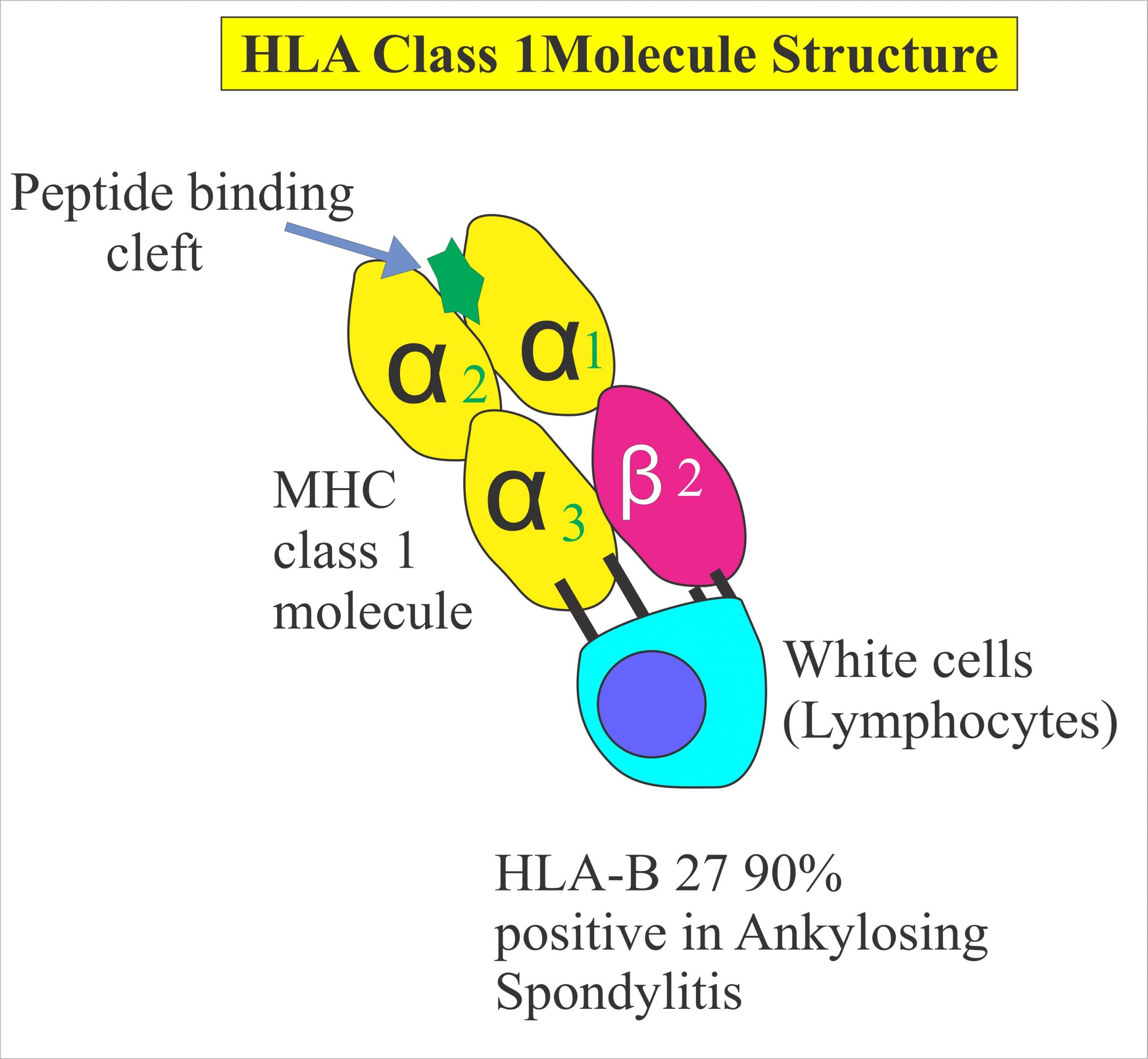 Human Leucocyte Antigen B27 Histocompatibility Antigen Hla B 27 Labpedia Net
