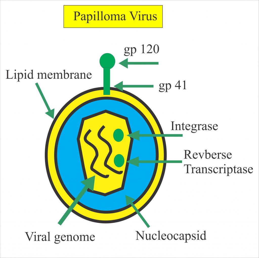 Human papillomavirus diagram - parohiamogosani.ro