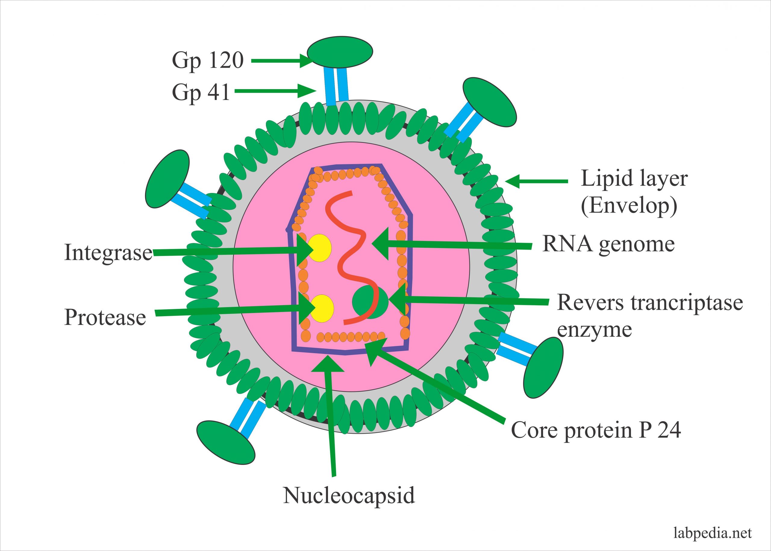 Human immunodeficiency virus. Вирусы микробиология. HTLV вирус. Структура вируса СПИД. Клетка вируса.