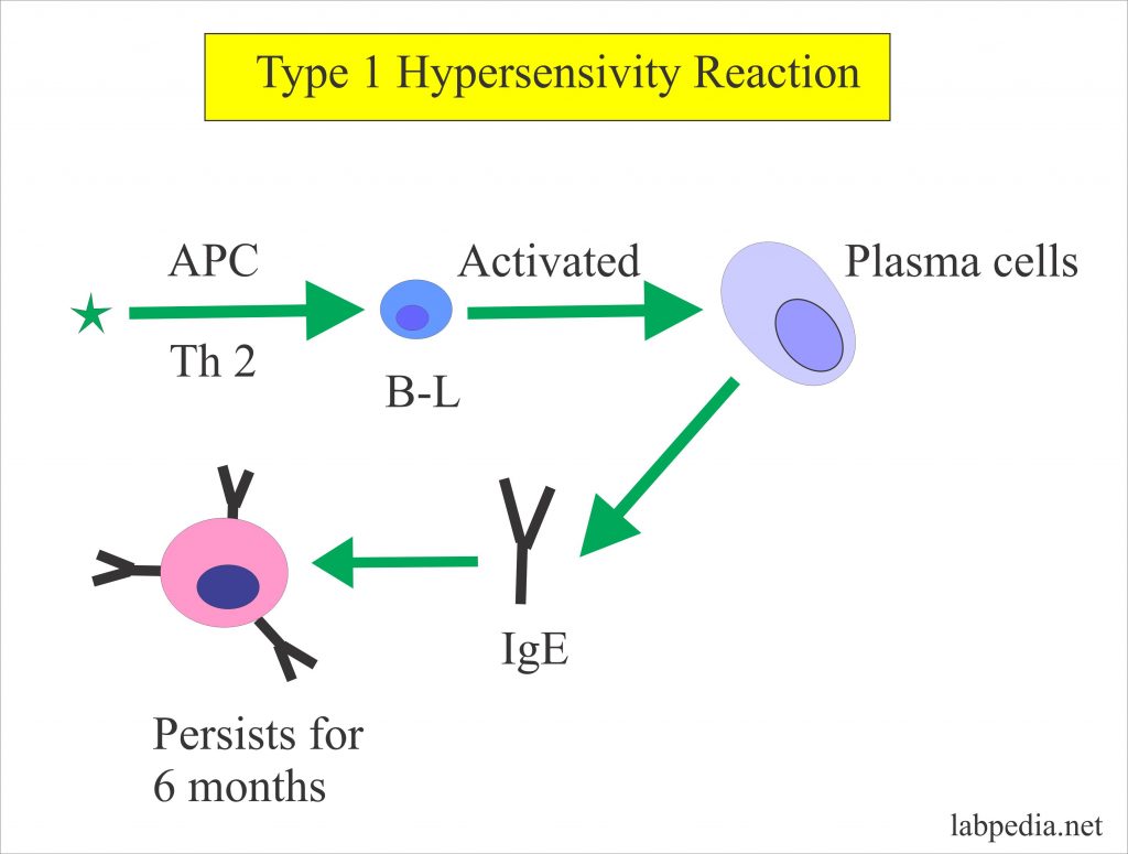 IgE Antibody level, Allergy Blood testing, Radioallergosorbent Test (RAST)