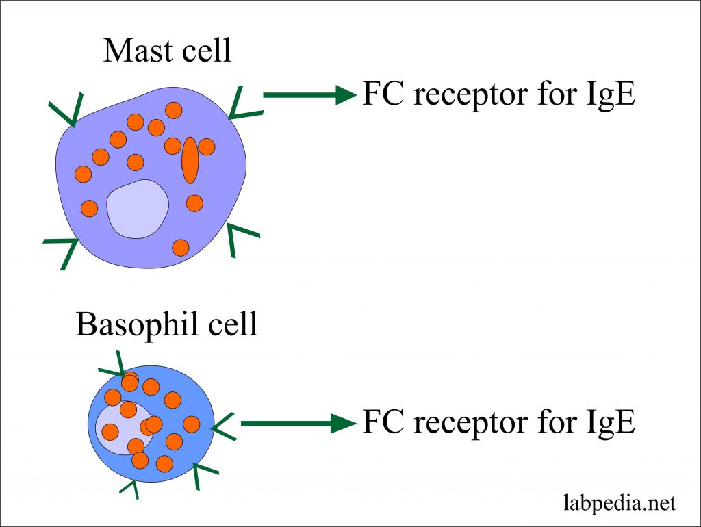 IgE Antibody level, Allergy Blood testing, Radioallergosorbent Test