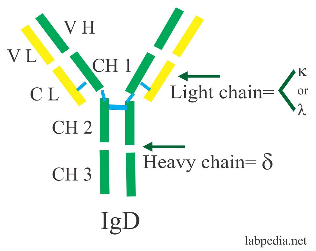Immunoglobulin Electrophoresis (Ig), Immunoglobulins IgG, IgA, IgD, IgE, IgM