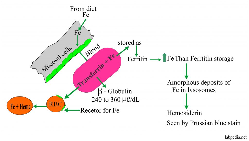 Iron Total (Fe), Total Iron