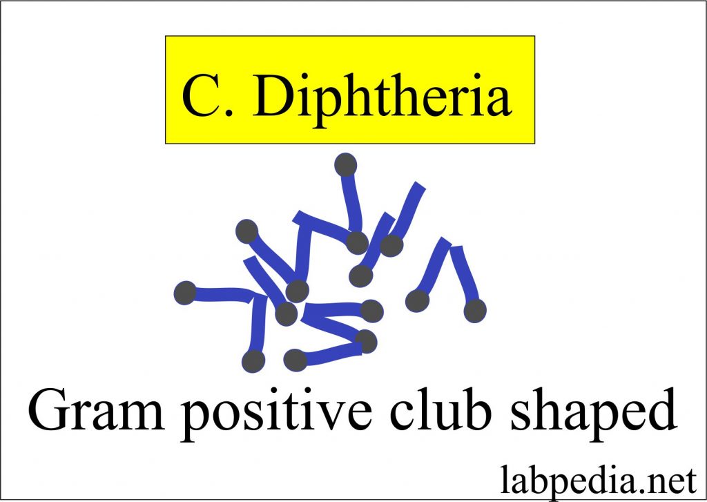 Klebs loeffler bacilli (KLB), Corynebacterium Diphtheriae, Diagnosis and Stain,