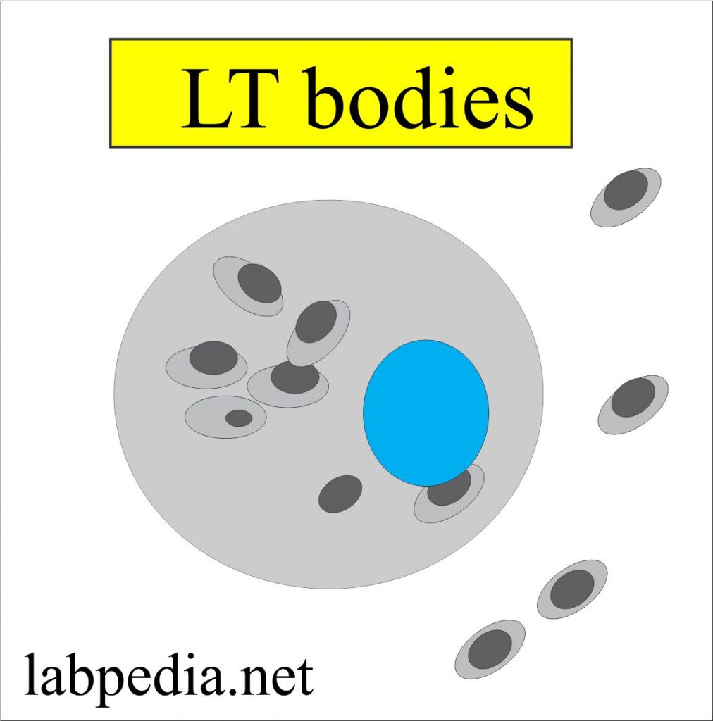 Leishmaniasis Cutaneous Leishmaniasis And Visceral Leishmaniasis 