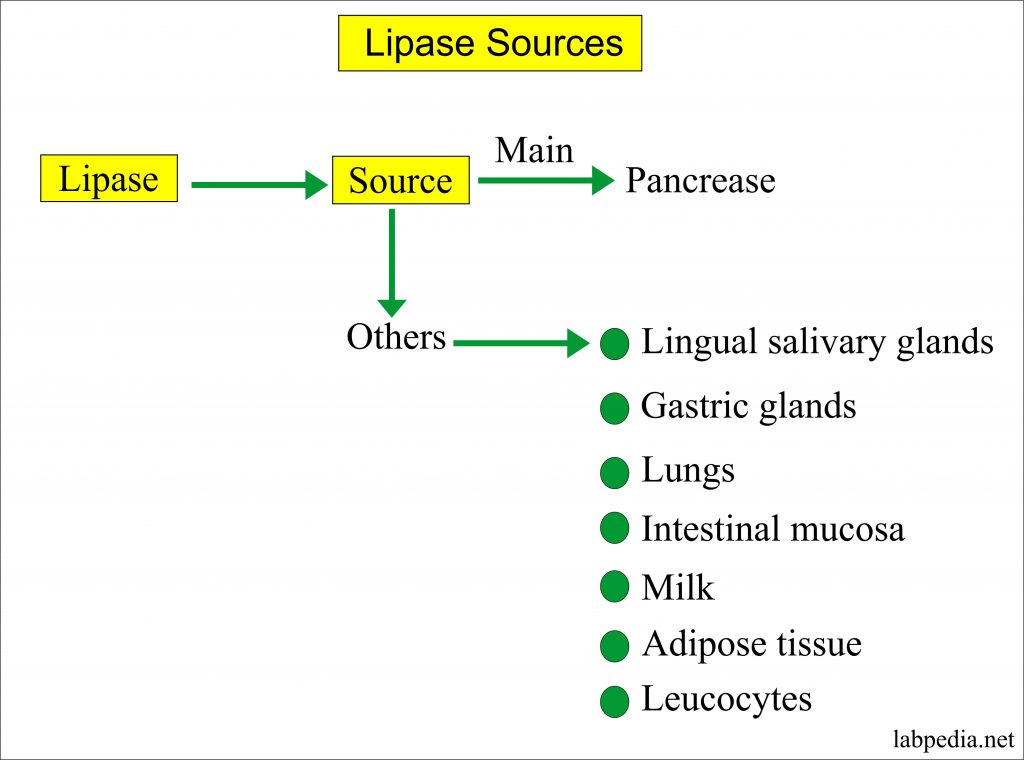 Lipase Enzyme sources