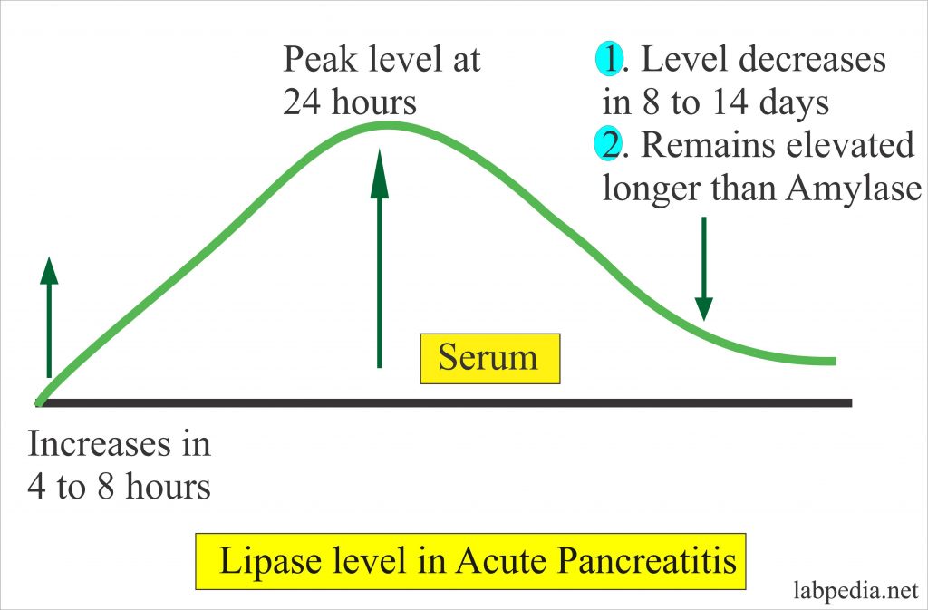 Lipase Serum