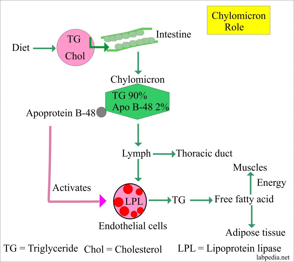 Lipoprotein – part 4 – Chylomicron