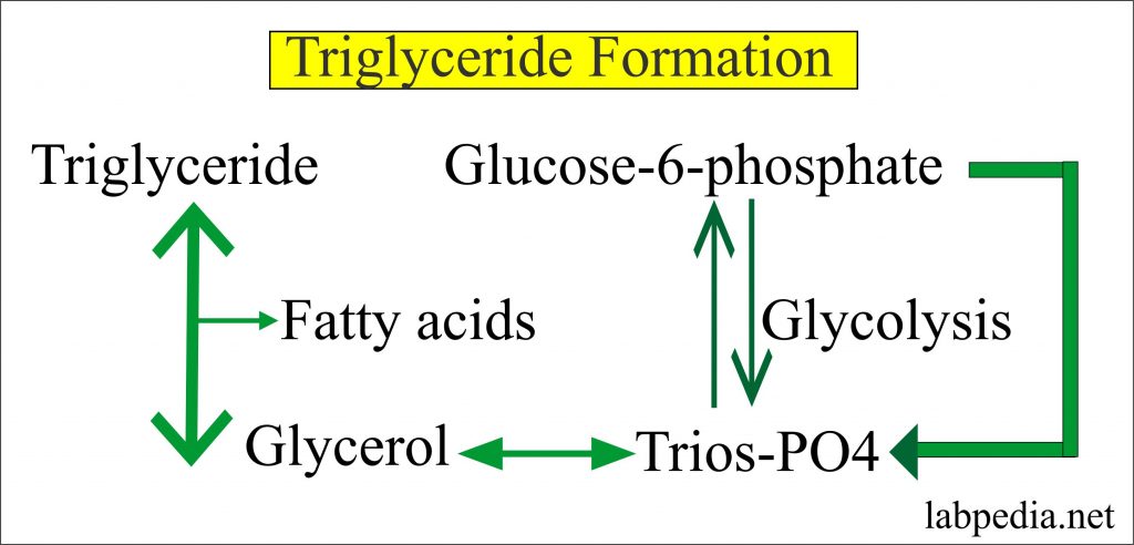 Triglycerides formation 
