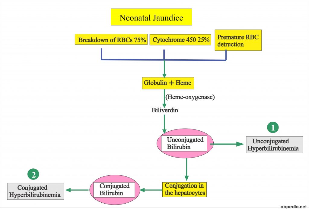 Liver function Tests – Part 4 – Neonatal Jaundice, Types and Diagnosis (LFT)
