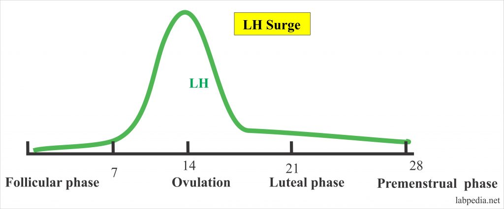 LH surge in the menstrual cycle