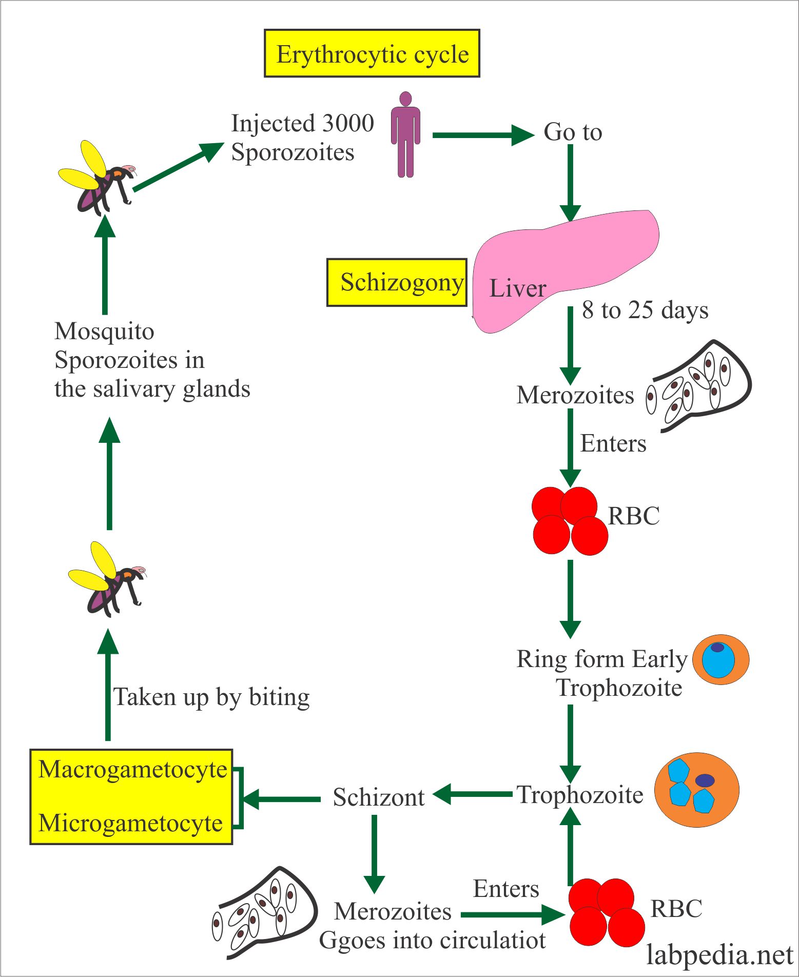Malarial Parasite Erythrocytic phase