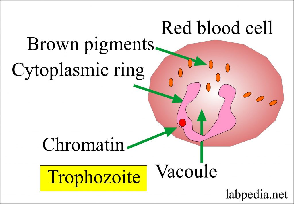 MP Trophozoite with cytoplasmic ring