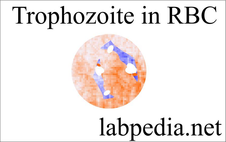 Trophozoite in the Red Blood Cell