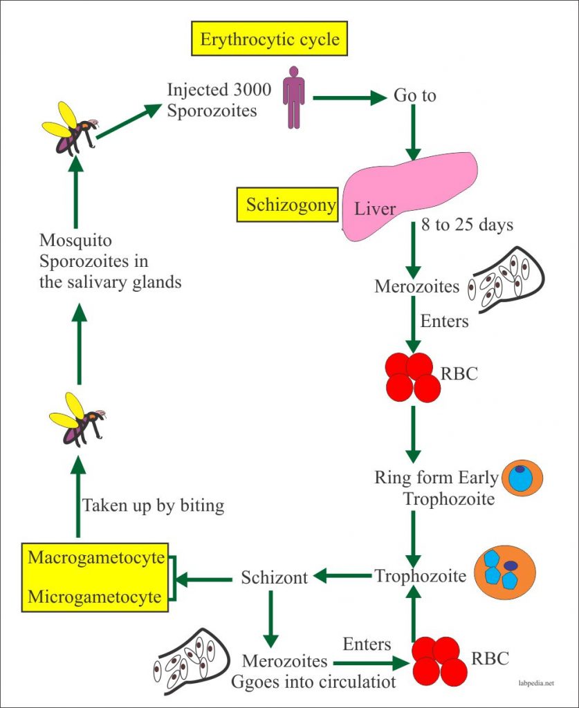 Malarial Parasite, Plasmodium Vivax Erythrocytic Cycle