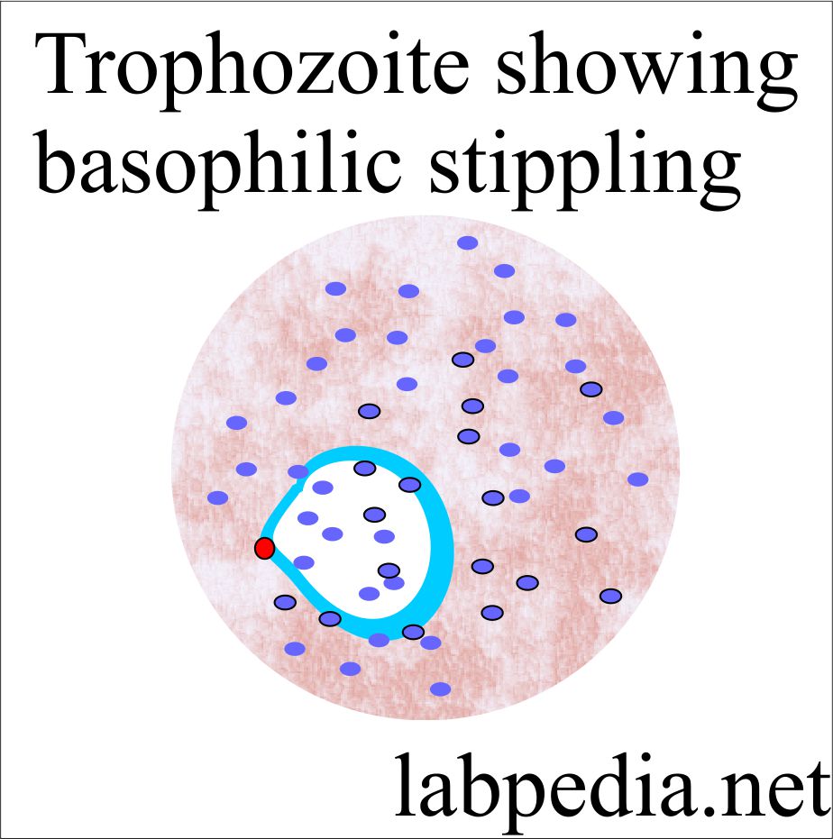 Trophozoite with basophilic stippling